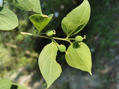 Celtis caudata