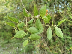 Celtis caudata