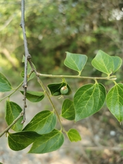 Celtis caudata