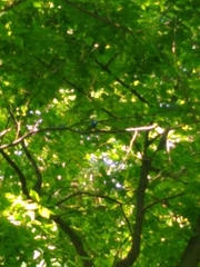 Passerina cyanea