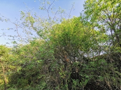 Celtis caudata