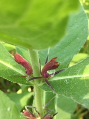 Triosteum perfoliatum