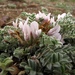 Astragalus testiculatus - Photo (c) Pyak Andrei, some rights reserved (CC BY-NC), uploaded by Pyak Andrei