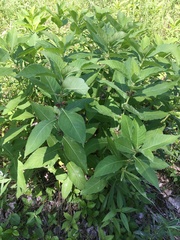 Triosteum perfoliatum