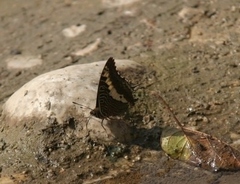Charaxes hansali