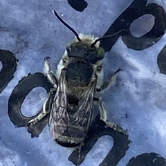 Megachile leachella