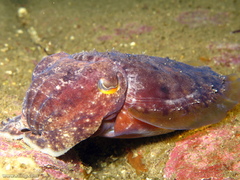 Sepia mestus