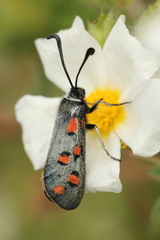 Zygaena rhadamanthus