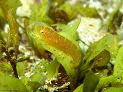 Cochleoceps orientalis