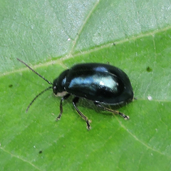 Agelastica coerulea
