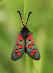Zygaena oxytropis