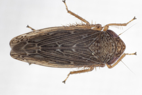 Blunt-nosed Leafhopper