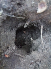 Talpa europaea