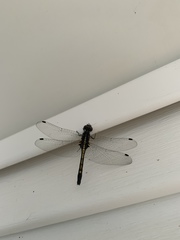 Leucorrhinia intacta