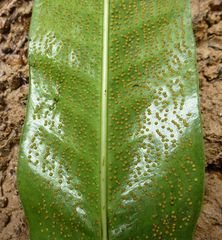 Microsorum punctatum