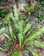 Microsorum punctatum