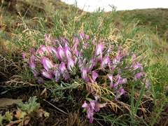 Oxytropis squammulosa