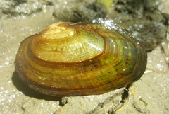 Lasmigona compressa
