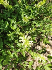 Stachydeae