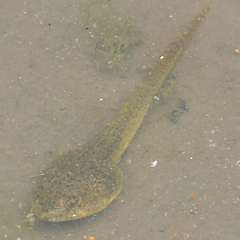 Lithobates catesbeianus