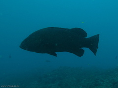 Epinephelus daemelii