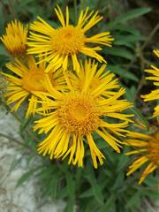 Pentanema montanum