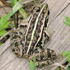 Pelophylax nigromaculatus