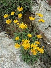 Pentanema montanum