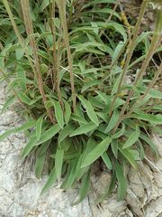 Pentanema montanum