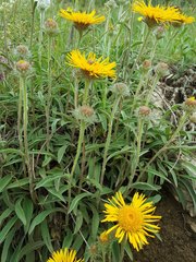 Pentanema montanum