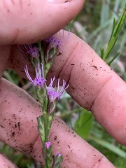 Liatris virgata