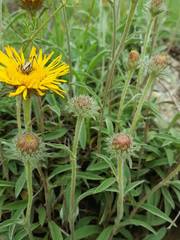 Pentanema montanum