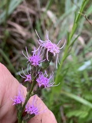 Liatris virgata
