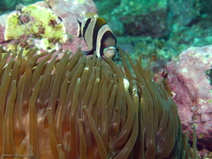 Amphiprion latezonatus