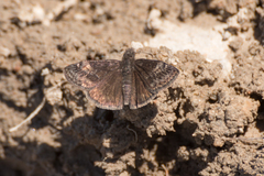 Erynnis lucilius