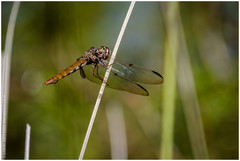 Orthemis nodiplaga