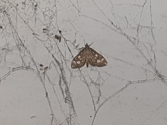 Anania coronata