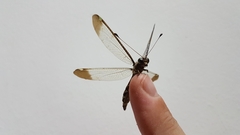 Ascalobyas albistigma