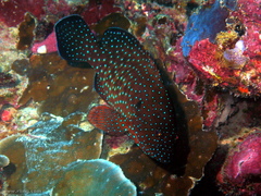 Cephalopholis cyanostigma