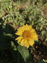 Amblyolepis setigera