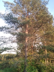 Pinus sylvestris