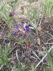 Trichostema laxum