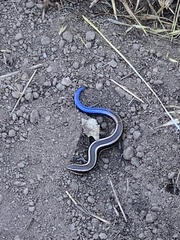 Plestiodon skiltonianus interparietalis