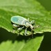 Nettle Weevil - Photo (c) Martin Grimm, some rights reserved (CC BY-NC), uploaded by Martin Grimm