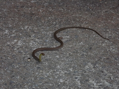Echinanthera cephalostriata