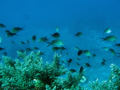 Chromis ternatensis
