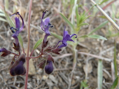 Trichostema laxum