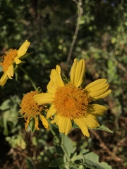 Amblyolepis setigera