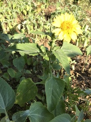 Amblyolepis setigera