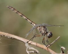 Dythemis nigrescens